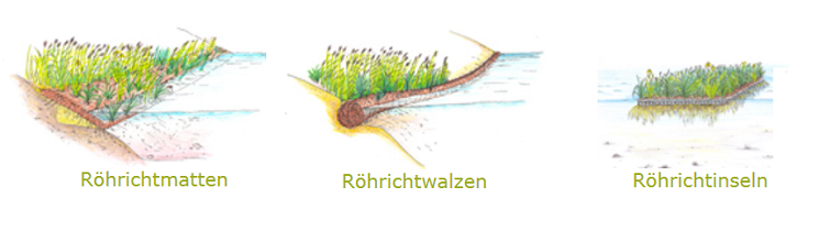 Röhrichtmatten und Röhrichtwalzen