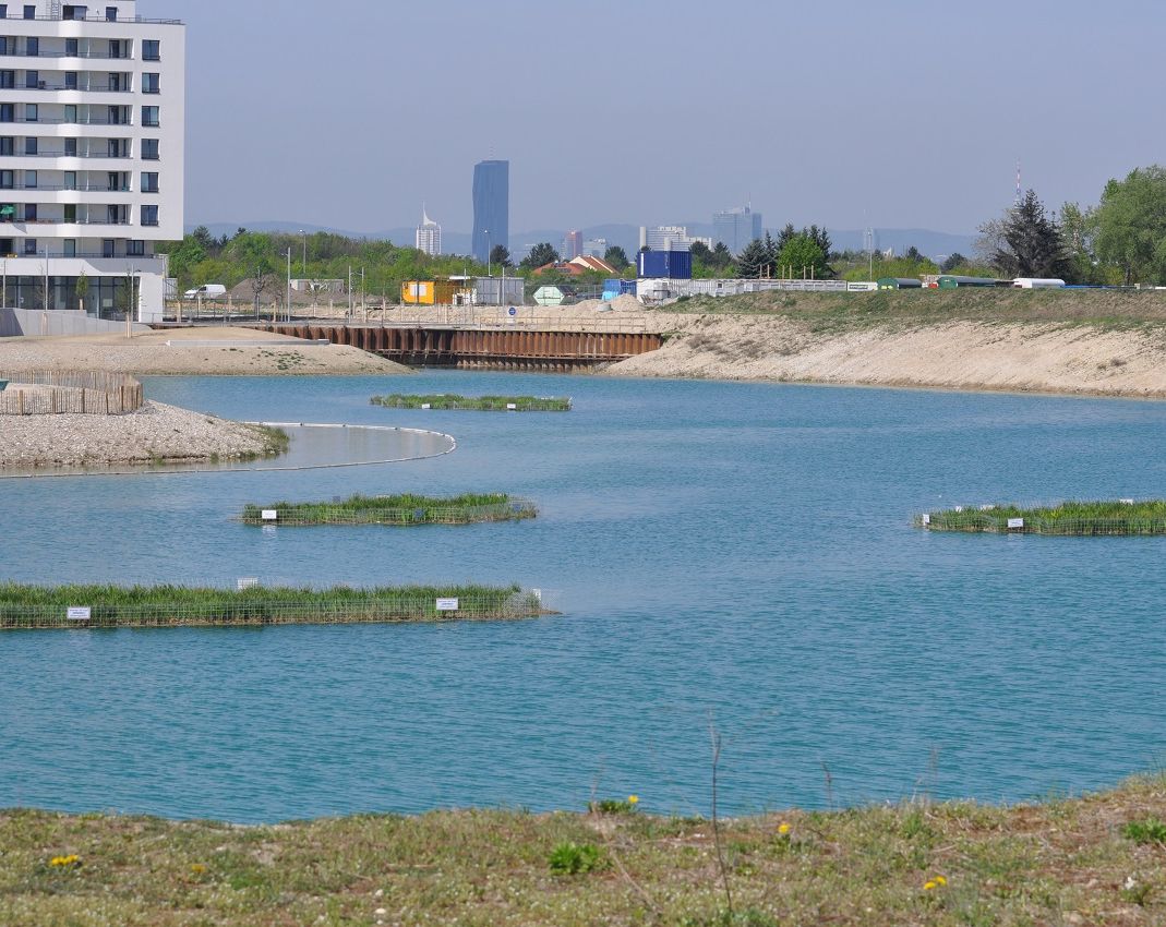 Schwimminseln in der ersten Vegetationsperiode