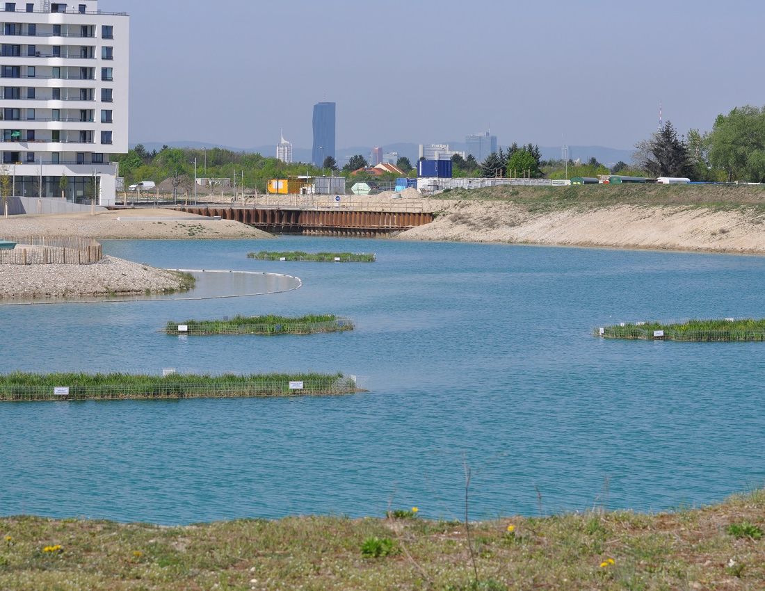 Schwimminseln in der ersten Vegetationsperiode